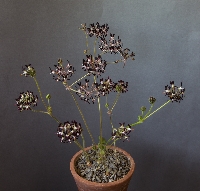 Pelargonium auritum subsp auritum